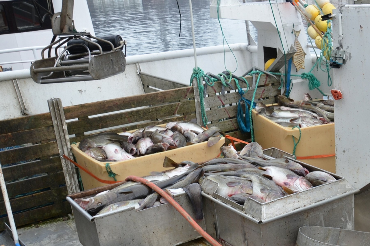 
Utredet ny fiskeristandard
