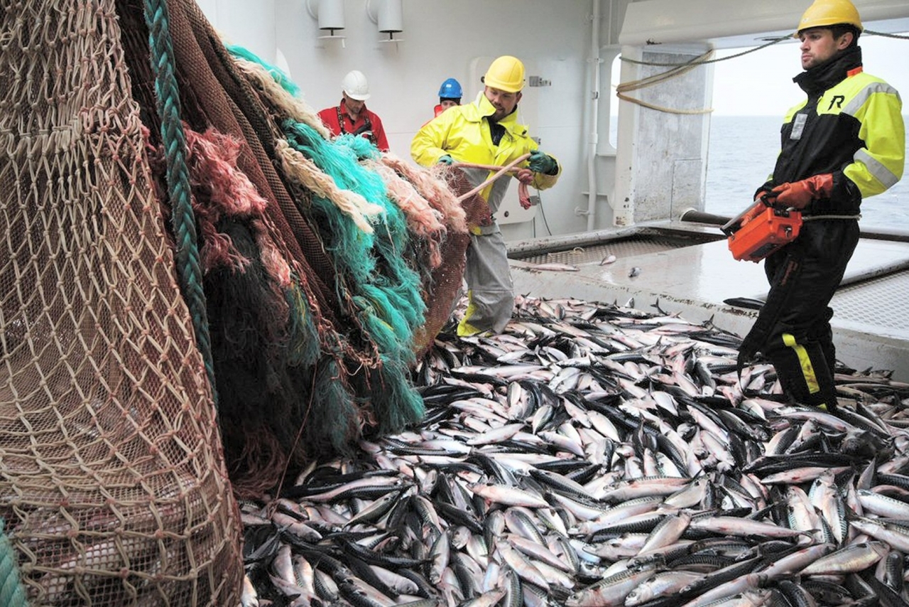 
Makrellkvote fastsatt
